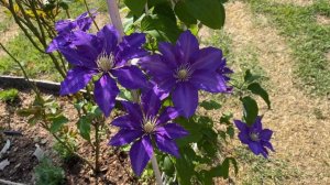 Lasurstern Clematis 2022