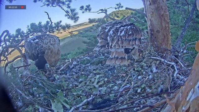 06.07.2021 3:59 Завтрак. Доедают зайца. Развивающие игры с добычей.После еды чистка перьев. смотреть онлайн