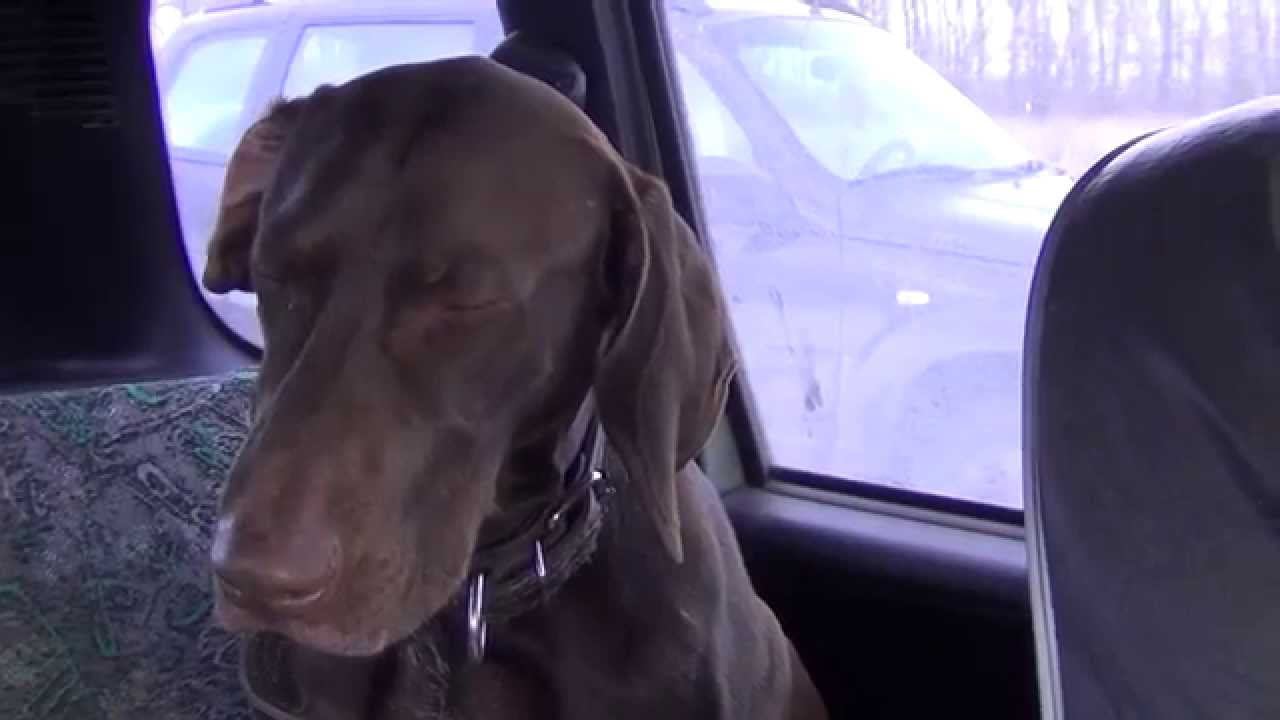 На сколько устают собаки на курсе "Азбука натаски"? смотреть онлайн