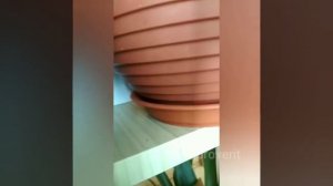 Уксус против муравьев, проверим