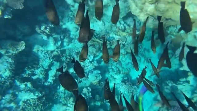 Подводный мир. Красное море. #красноеморе #египет #шармэльшейх #подводныймир #снорклинг