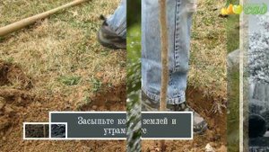 Посадка ирги - как правильно посадить иргу