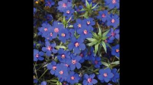 АНАГАЛЛИС  (ANAGALLIS)  сем. Первоцветные