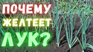 Почему желтеет лук?