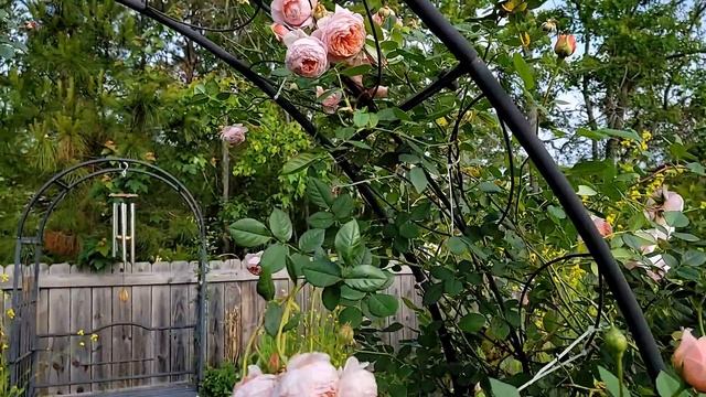 David Austin rose - William Morris Spring 2021 смотреть онлайн