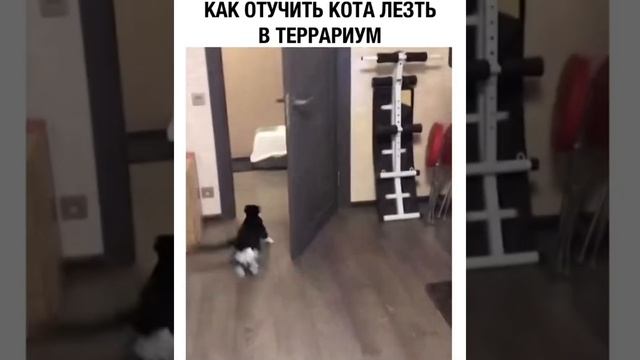 КАК ОТУЧИТЬ КОТА ЛЕЗТЬ В ТЕРРАРИУМ