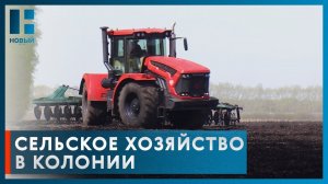 В Тамбовской области заключенные колонии выращивают зерно и разводят коров