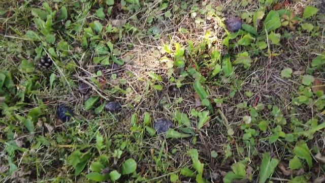 №743 Отмечаем НА ДАЧЕ день рождения СЕРЁЖИ вместе с родственниками ? Шашлык смотреть онлайн