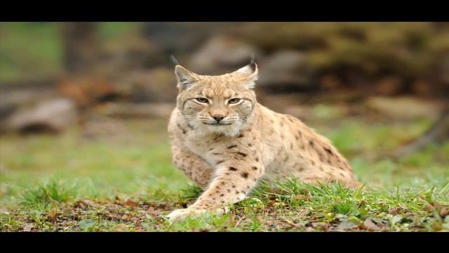 Bialowieza Forest, Belarus, Poland - Беловежская Пуща, Белоруссия, Польша - самые красивые места смотреть онлайн