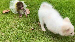 Baby monkey Bon Bon bath in the bathtub and playing with the puppy So cute