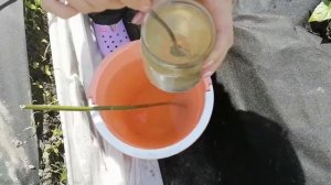 ПОДКОРМКА СЛАДКОГО ПЕРЦА ПОСЛЕ ВЫСАДКИ ДЛЯ УВЕЛИЧЕНИЯ УРОЖАЯ.