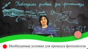 Необходимые условия для процесса фотосинтеза. 7 класс.