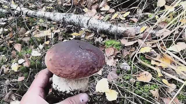 Нашел хорошее грибное место в лесу. С тех пор из леса без грибов не возвращаюсь смотреть онлайн