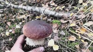 Нашел хорошее грибное место в лесу. С тех пор из леса без грибов не возвращаюсь