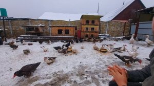 сколько дней собирать яйцо на инкубацию??