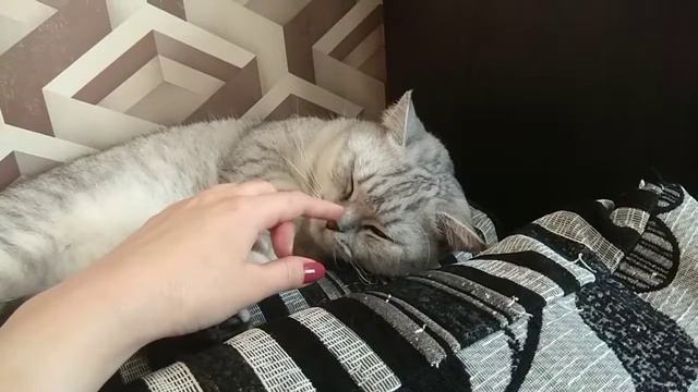 Funny catsКто больше всех любит спать? Наша сонная Алиска 🐈猫 смотреть онлайн