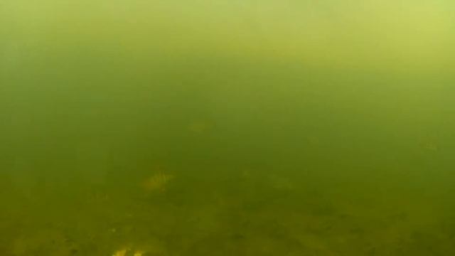 Подводные съемки ,реакция рыбы на манку с горохом в глухозимье. смотреть онлайн