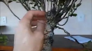 Primeira estilização em ficus - Bonsai Easy - Sérgio Batalini