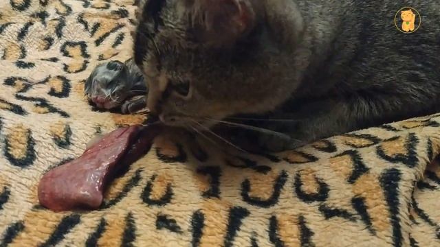 Первые роды шотландской кошки. Шотландская кошка рожает в первый раз дома смотреть онлайн