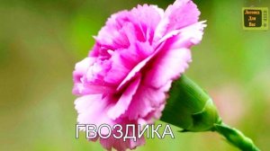 100 слов для детей 1-3 года -  Развивающие мультики для детей.ВТОРАЯ ЧАСТЬ