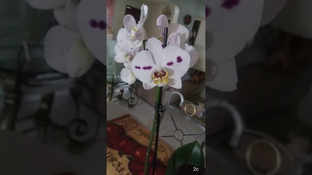 algunas de mis orquídeas / some of my orchids / 兰花