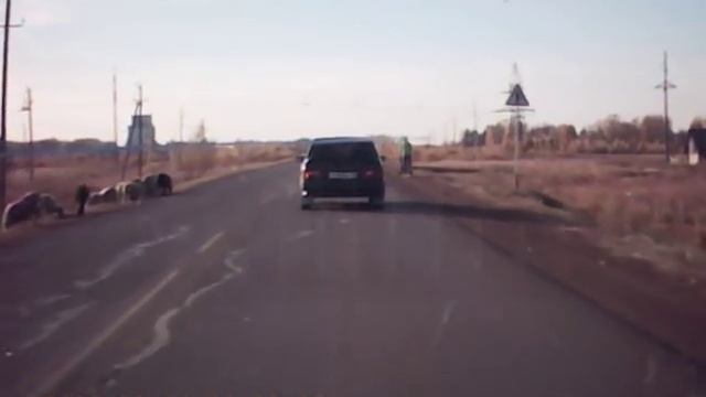 ДТП сбил корову смотреть онлайн