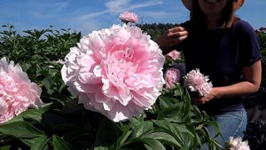 Ангельски-розовый пион PINK TINKERBELLE / Сад Ворошиловой