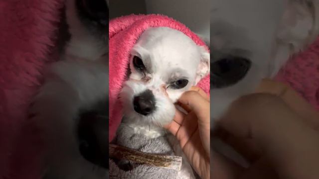 복돌이 아프니까..먹을 욕심도 안생기니...#복돌장군 смотреть онлайн