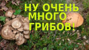 НЕВЕРОЯТНО МНОГО ГРИБОВ - МУРМАНСКАЯ ОБЛАСТЬ 26 июля 2022.mp4