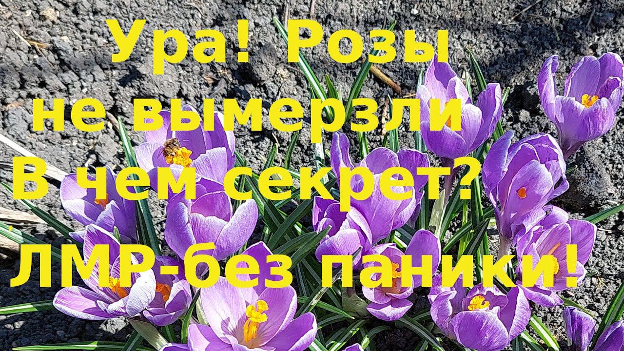 Наконец то Розы не вымерзли. Значит уход был правильным