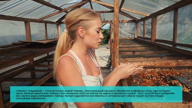 Методы обработки кофе: Мытая обработка | Сухая обработка | Хани обработка