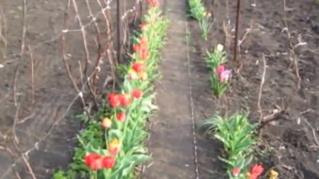 Дача расцветает. Пришла весна, цветут сады смотреть онлайн