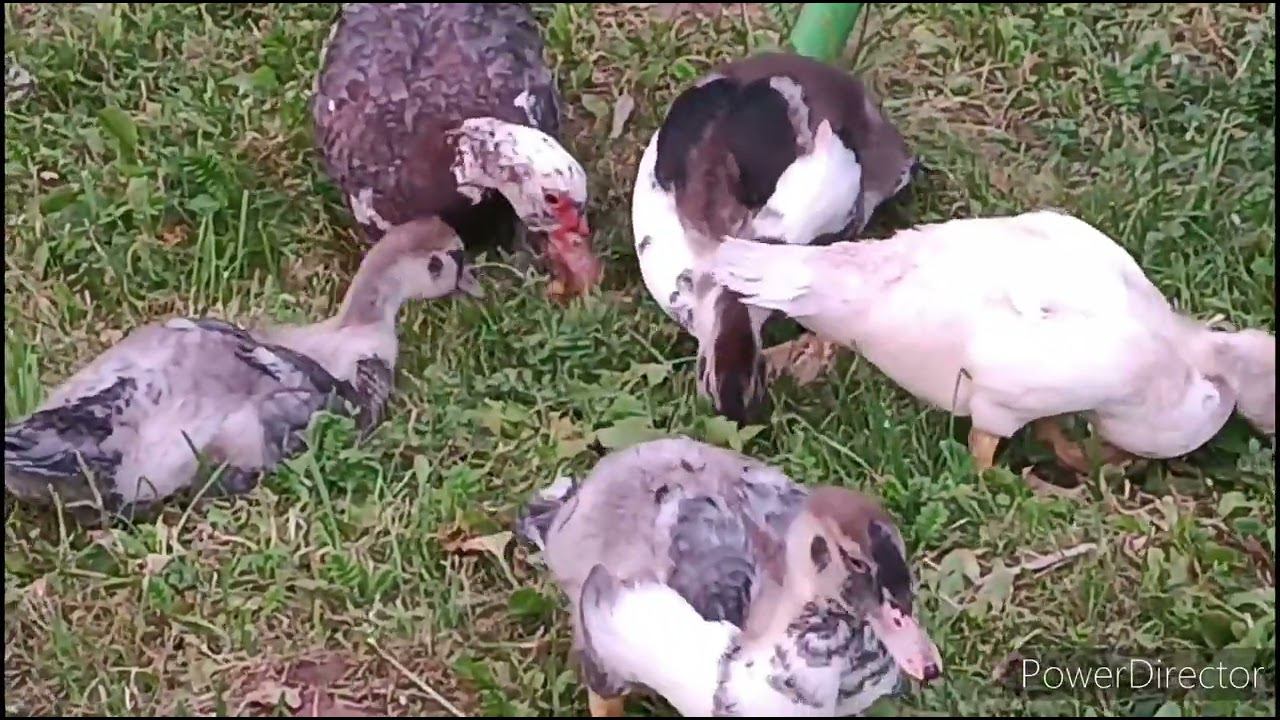 Утка без лап, хорошая мама. смотреть онлайн