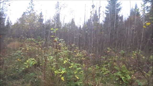 Охота на зайца. "Старый" знакомый. Выезд 2.10.23г. Часть №1 смотреть онлайн