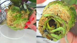 Невероятно!  Мини-орхидея, посаженная в торфяной стакан и мох — что теперь делать?