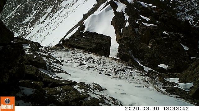 "Брачная песня" снежного барса в Бурятии. Уникальное видео смотреть онлайн