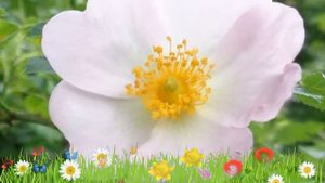 Роза собачья (rosa canina) ? Обзор розы : посадка и уход. саженцы розы : описание и особенности