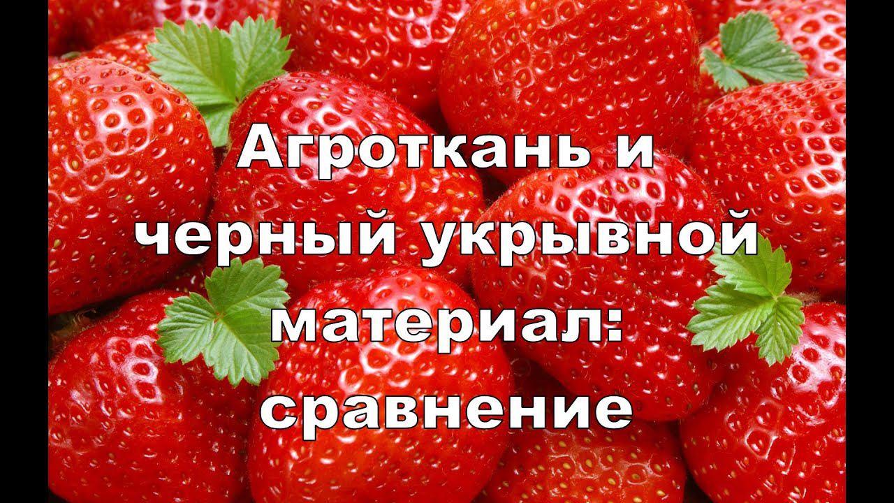 АГРОТКАНЬ И ЧЕРНЫЙ УКРЫВНОЙ МАТЕРИАЛ: СРАВНЕНИЕ
