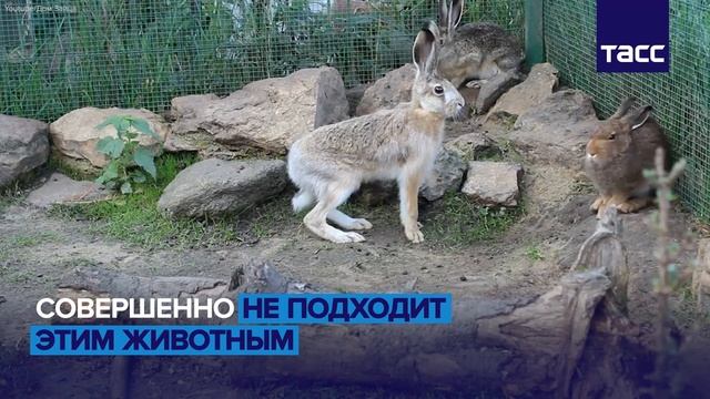 Дом зайцев в Подмосковье. смотреть онлайн