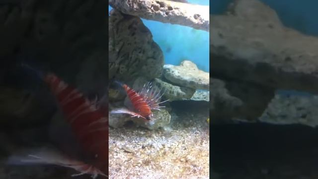 pez escorpión comiendo (Dendrochirus zebra)