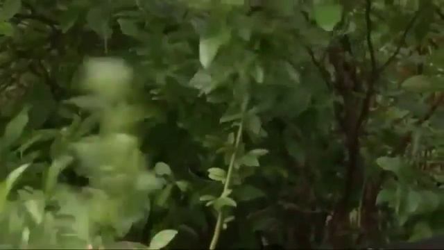 Обрезка голубики садовой высокорослой смотреть онлайн