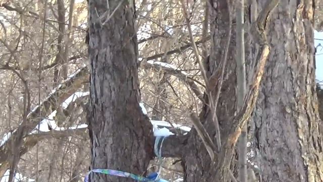 Воскресная прогулка 17 декабря, кормушка, белка.