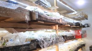 ВЫРАЩИВАЮ фиалки ТЫСЯЧАМИ!!! МОИ СТЕЛЛАЖИ для выращивания фиалок! Как все устроено? Юлия Датта