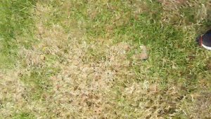 Minelab Sovereign GT Test Bed