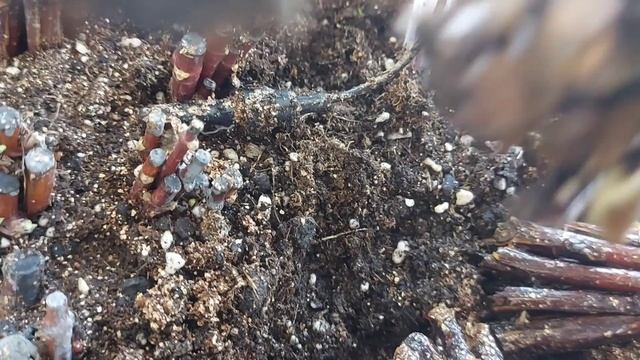 Черенки гортензии в кильчеваторе через неделю( часть 2) . Появляется каллус .?? смотреть онлайн