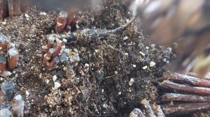 Черенки гортензии в кильчеваторе через неделю( часть 2) . Появляется  каллус .??