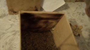 попугаи неразлучники/осмотр гнёзд попугаев и птенцы неразлучников