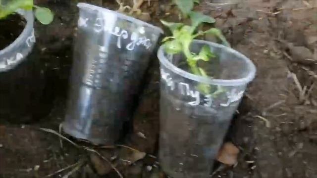 ЧТО ПРОИСХОДИТ с БАЛЬЗАМИНАМИ?Чем помочь цветам? Нужны советы, идеи и опыт по содержанию и уходу