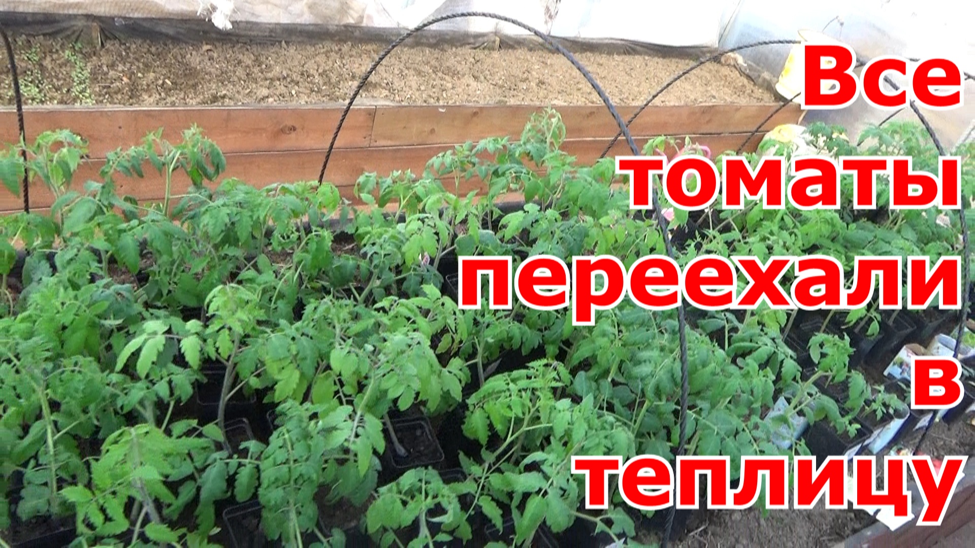 Обзор рассады томатов на 22.03. фирмы Гавриш. Рассада томатов уже неделю в поликарбонатной теплице.