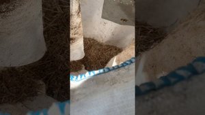 Дробилка из газонокосилки, дробит любые стебли растений